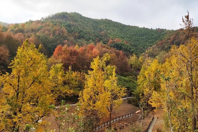 浙江这个古村落居于山岙，却成为网红村，1200多棵银杏树美如仙境