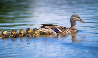 嫩鸭子怎么做烤鸭吃的好 嫩鸭子如何做烤鸭