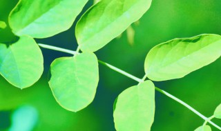 嫩洋槐树叶子怎么吃 洋槐树芽的食用方法分享