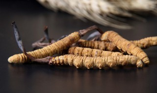 虫草的正确食用方法 虫草如何食用