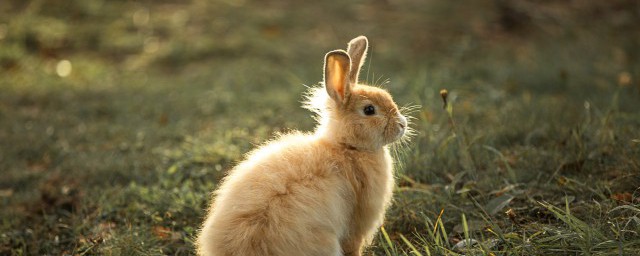 87年兔12月桃花运运势 87年兔12月桃花运怎么样