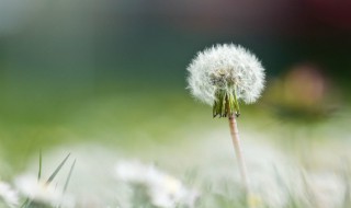 嫩蒲公英怎么吃 嫩蒲公英的吃法介绍