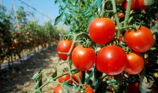 圣女果怎么制作最好吃 圣女果的做法介绍