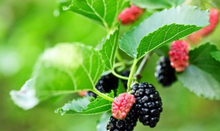 桑嫩菜怎么吃 桑嫩菜的做法