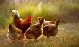 正宗炒鸡的做法 正宗炒鸡怎么做