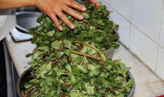 可以吃的野菜 什么野菜可以吃