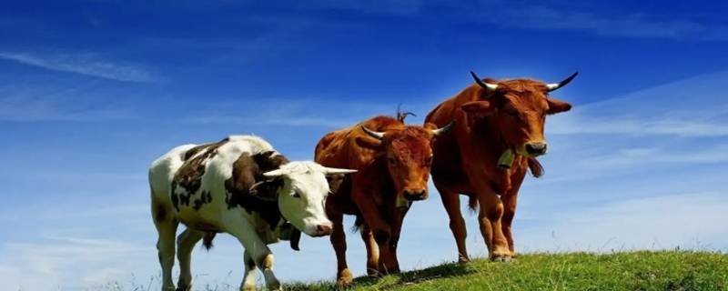 秪坐读诗礼打一动物