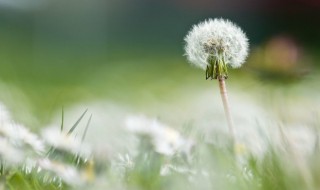 蒲公英根茶的家庭做法 家庭蒲公英根茶的做法