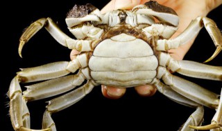 吃大闸蟹能喝白酒吗 吃大闸蟹能不能喝白酒