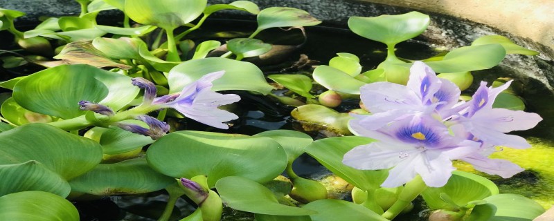 水葫芦的别名