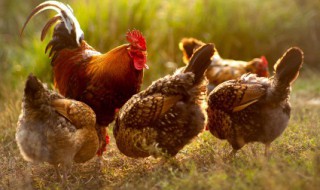 家常炖老鸡肉的简单方法 家常炖老鸡肉如何做