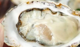 生蚝的哪个部位不可吃 生蚝不可以吃的部位是哪里