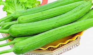 新鲜的丝瓜水怎么保存 新鲜的丝瓜水储存技巧