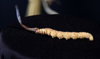 新鲜冬虫草怎么保存 存放冬虫草的方法介绍