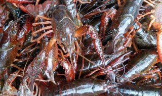 新鲜龙虾怎么保存 新鲜龙虾的保存方法介绍