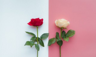新鲜玫瑰怎么保存 新鲜玫瑰的保存方法介绍
