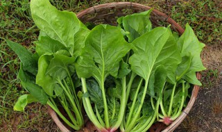 菠菜鸡蛋卷的蘸料怎么做 如何制作菠菜蘸鸡蛋酱
