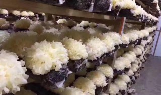 活的新鲜银耳怎么保存 活的新鲜银耳的保存方法介绍