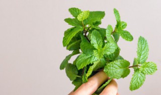 新鲜薄荷怎么保存 新鲜薄荷的保存方法介绍