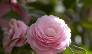 新鲜的花瓣怎么保存 新鲜的花瓣的保存方法介绍