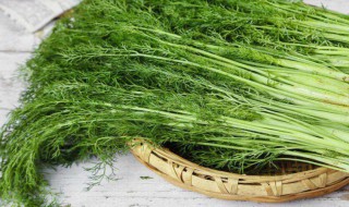 新鲜茴香买来怎么保存 新鲜茴香的保存方法介绍