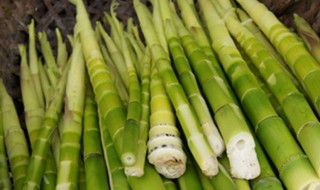 新鲜小笋怎么保存 新鲜小笋如何保存好