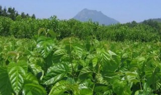 桑叶怎么保存新鲜 桑叶如何保存新鲜