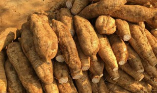 新鲜的葛根怎么保存 新鲜葛根的保存方法介绍