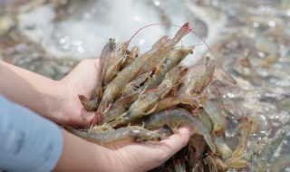 新鲜的河虾怎么保存 新鲜河虾的保存方法介绍