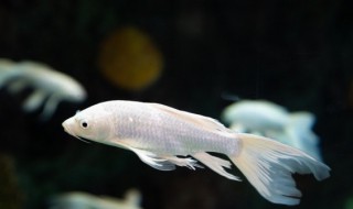 小鱼怎样晒干制作 小鱼干怎么晒最好