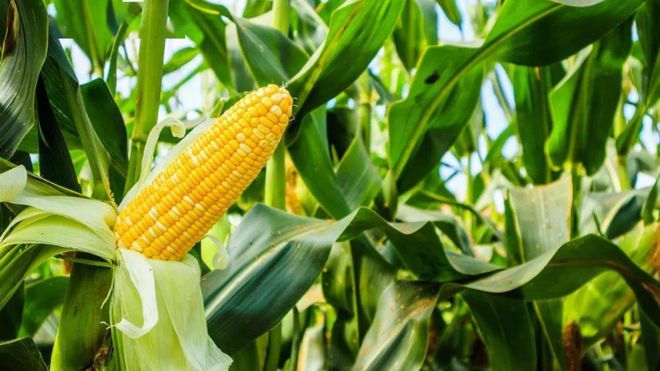 墨西哥禁止转基因玉米，美国急了：给中国什么警示？