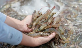 新鲜活虾怎么邮寄好保鲜 运输鲜虾怎么保存方法