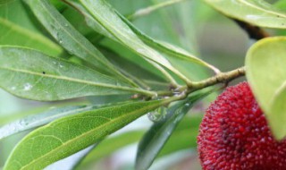 新鲜叶子怎么保存 新鲜叶子如何保存