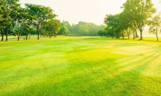 新鲜的草怎么保存 新鲜的草如何保存