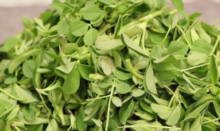 新鲜新鲜苜蓿怎么保鲜 新鲜苜蓿的保鲜方法介绍