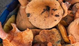 新鲜野生丛树菇怎么保鲜 新鲜野生丛树菇如何保鲜