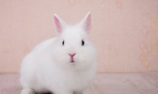 爆炒兔肉 爆炒兔肉的做法