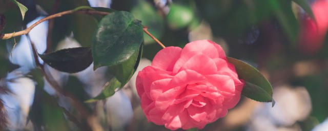 山茶花种子的种植方法 山茶花种子如何种植