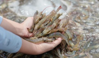 新鲜大虾怎么保存 鲜虾保存的方法