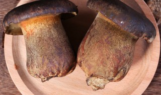 新鲜牛干菌怎么保鲜方法 新鲜牛干菌储存技巧