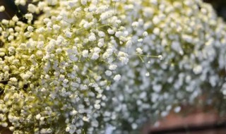 新鲜满天星怎么保鲜时间长 怎样给满天星保鲜