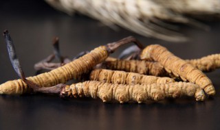 虫草新鲜怎么保存 虫草保存新鲜的方法介绍