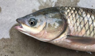 新鲜的草鱼怎么保鲜 新鲜的草鱼的保鲜方法分享