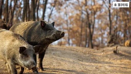 捕猎野猪一头奖励2500元  当地回应不能下毒不能用枪
