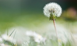 新鲜蒲公英煮水怎么做 新鲜蒲公英煮水如何制作呢