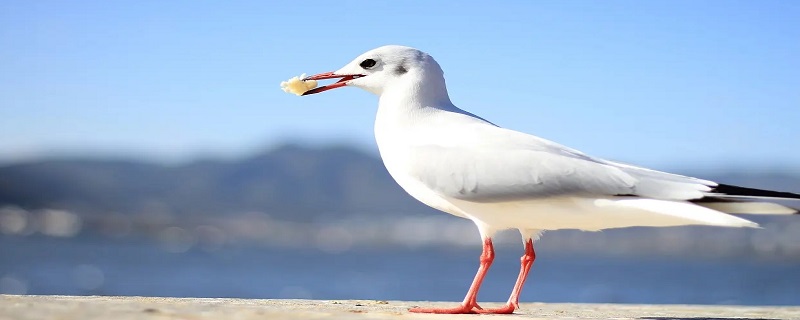 海鸥有什么象征意义