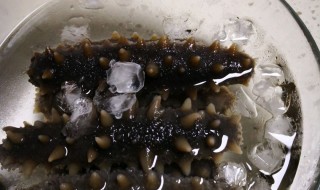 野生海参怎么泡发 野生海参的泡发方法介绍