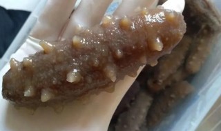 请问海参怎么泡发 请问海参如何泡发