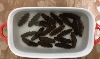 海参泡发失败怎么办 海参泡发失败咋办