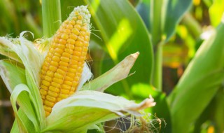 煮玉米煮多久 煮玉米煮多长时间